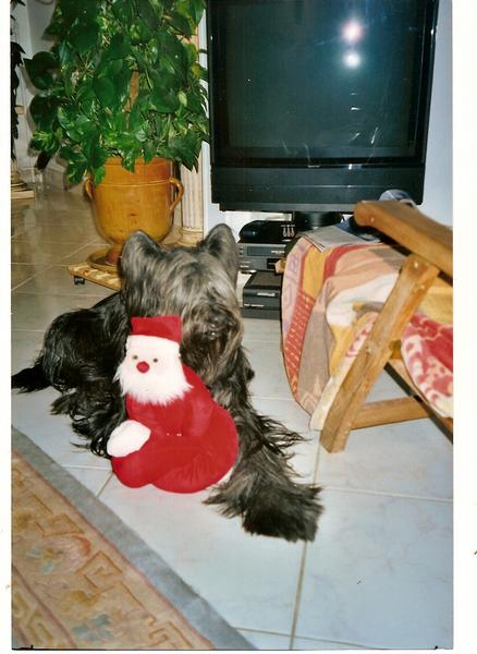 briard palatine