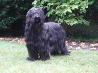 briard uzesse